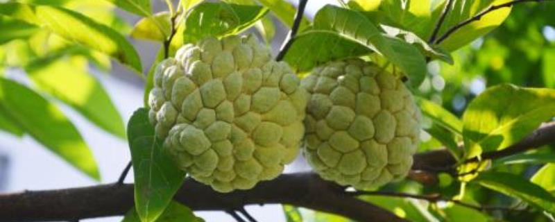 释迦果(番荔枝)价格多少钱一斤?品种有哪些?