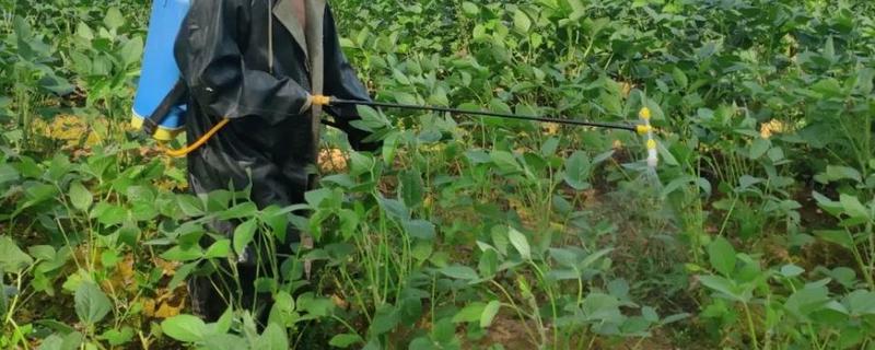 种植大豆打防虫药的时间,大豆常见的虫害及防治方法