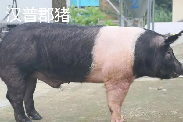 猪的种类