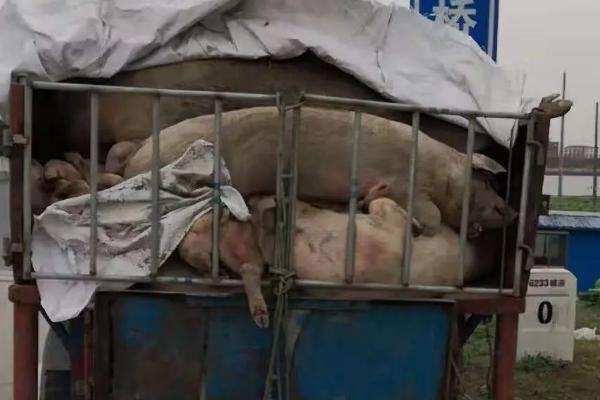 养猪场处理死猪的流程