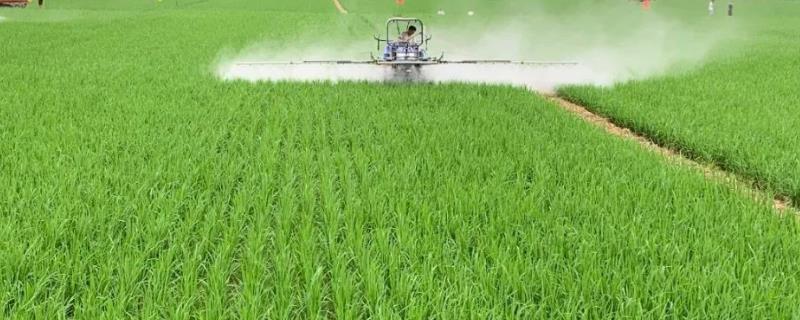 水稻对哪些农药敏感,比如二苯醚类、有机氯等农药