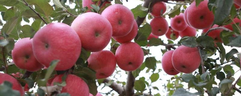 苹果树苗的价格，会受到品种、规格、地区等条件的影响