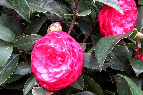茶花不开花的原因，气温骤降或浇肥过勤都会导致