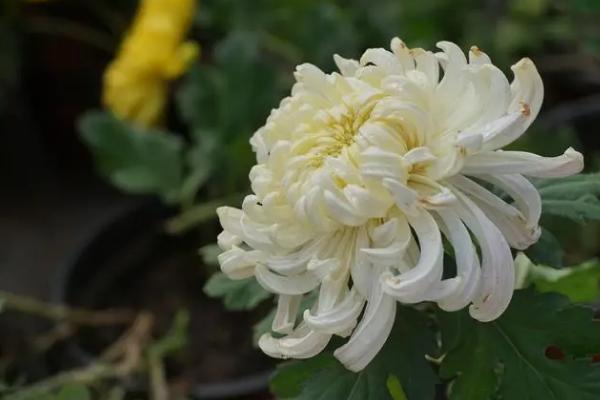 让菊花四季开花的方法，适当增温、给足光照可促使菊花开放