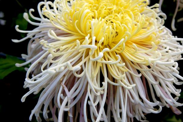 让菊花四季开花的方法，适当增温、给足光照可促使菊花开放